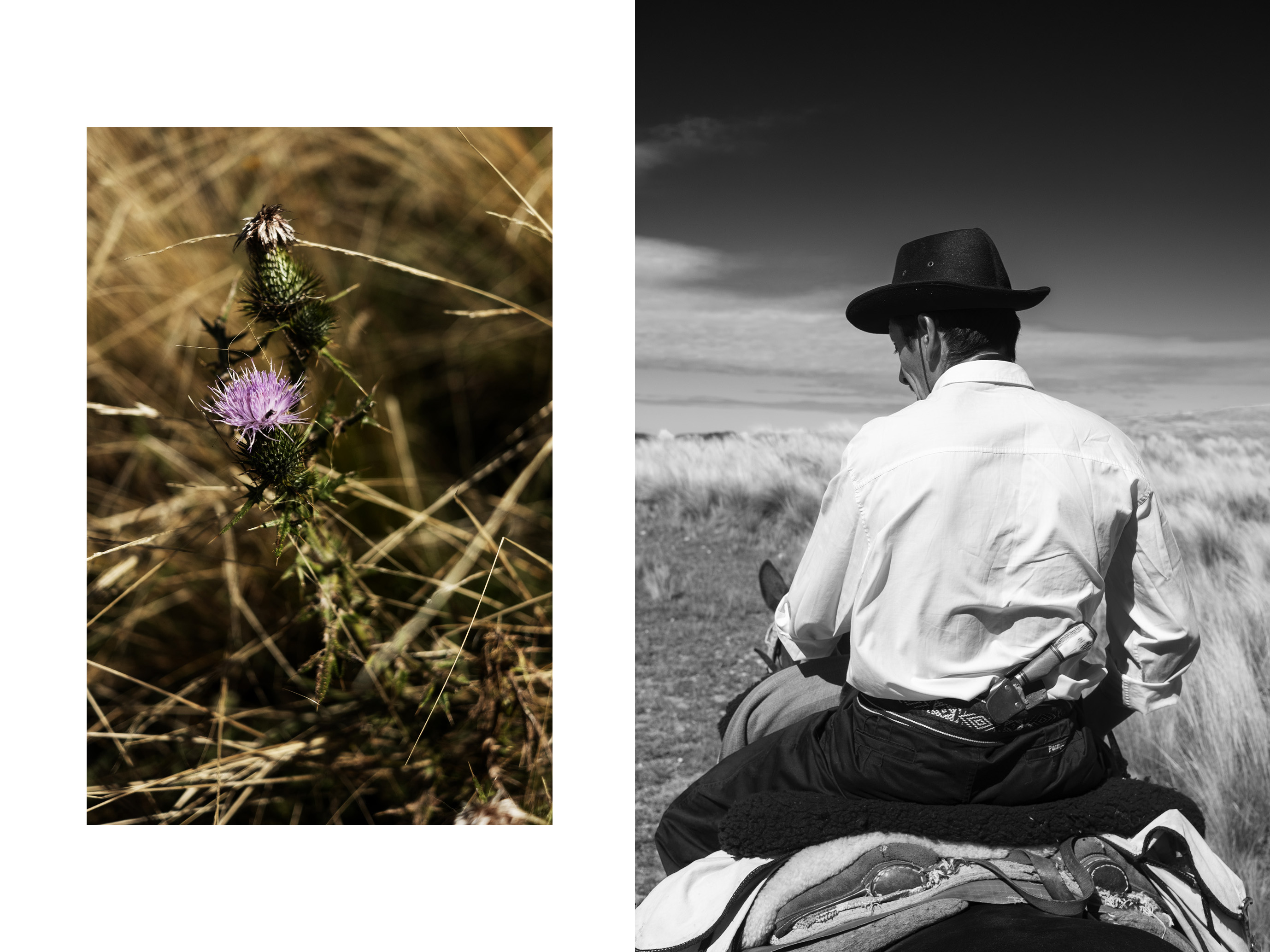 gaucho