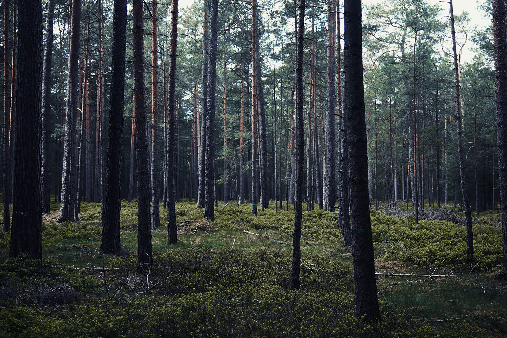 DIE ZEIT - PORTRAITS